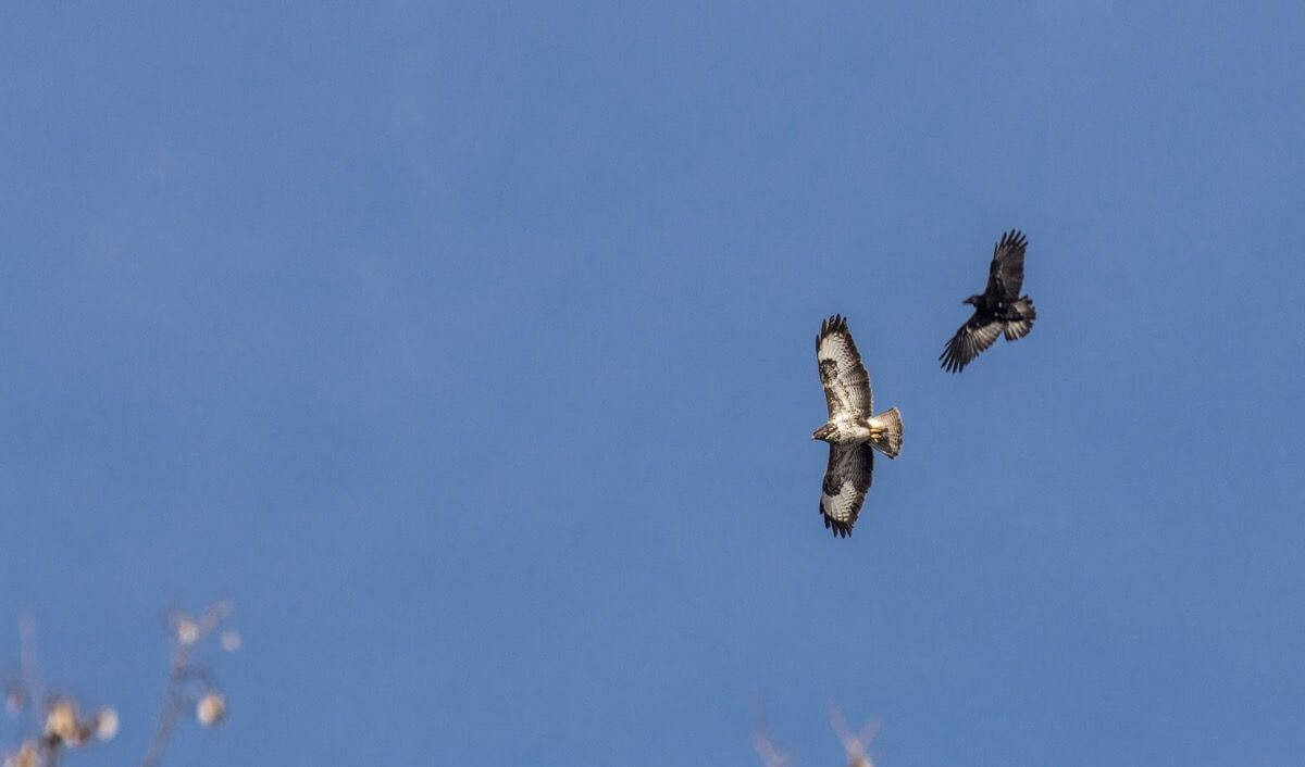Greifvögel im Gleitflug vor blauem Himmel © René Gropp
