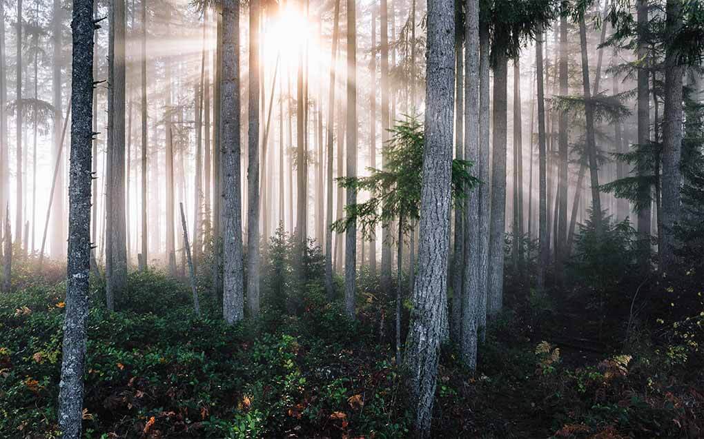 Fotografieren im Wald – Königsdisziplin der Landschaftsfotografie