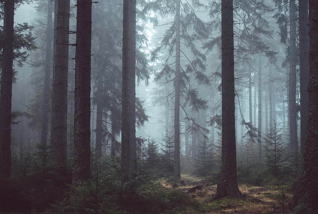 dunkler Wald