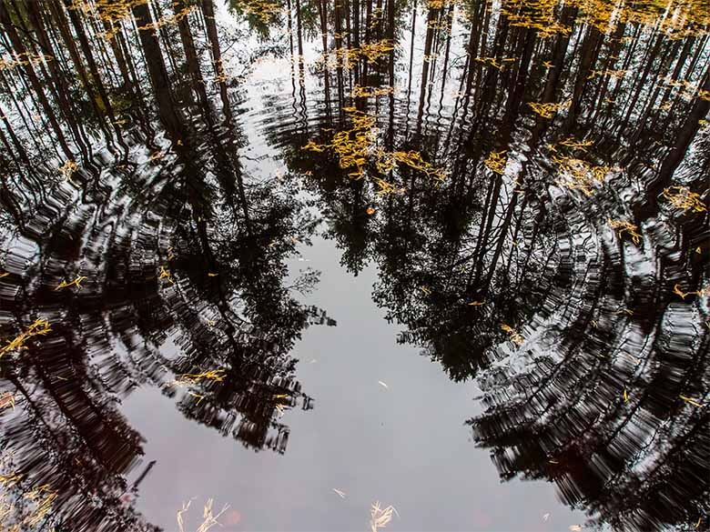 Bäume spiegeln auf Wasser