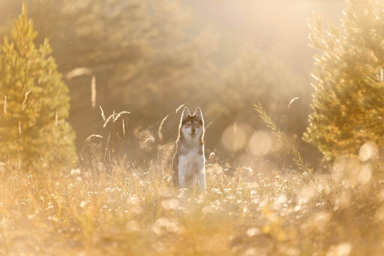 Husky-Hündin-by-Photo-Passion