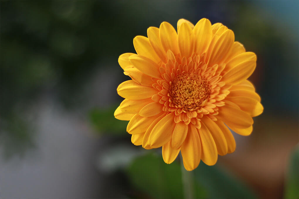 In dem obigen Bild ist eine gelbe Gerbera zu sehen, die mit einem 50mm Festbrennweitenobjektiv aufgenommen wurde. Der Kontrast zwischen der sehr scharf abgebildeten Blume und dem unscharfen Hintergrund ist deutlich zu erkennen.