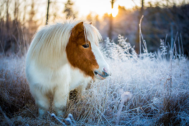 Poni kuuraisessa talvimaisemassa Poni kuuraisessa talvimaisemassa
