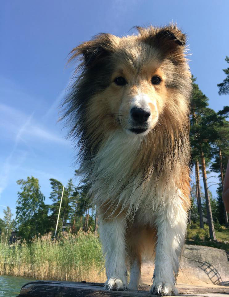 Koira laiturilla Koira laiturilla