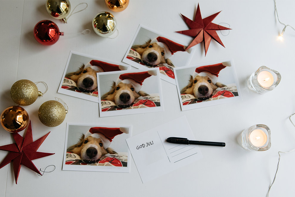 Julkort med hundbild Julkort med hundbild