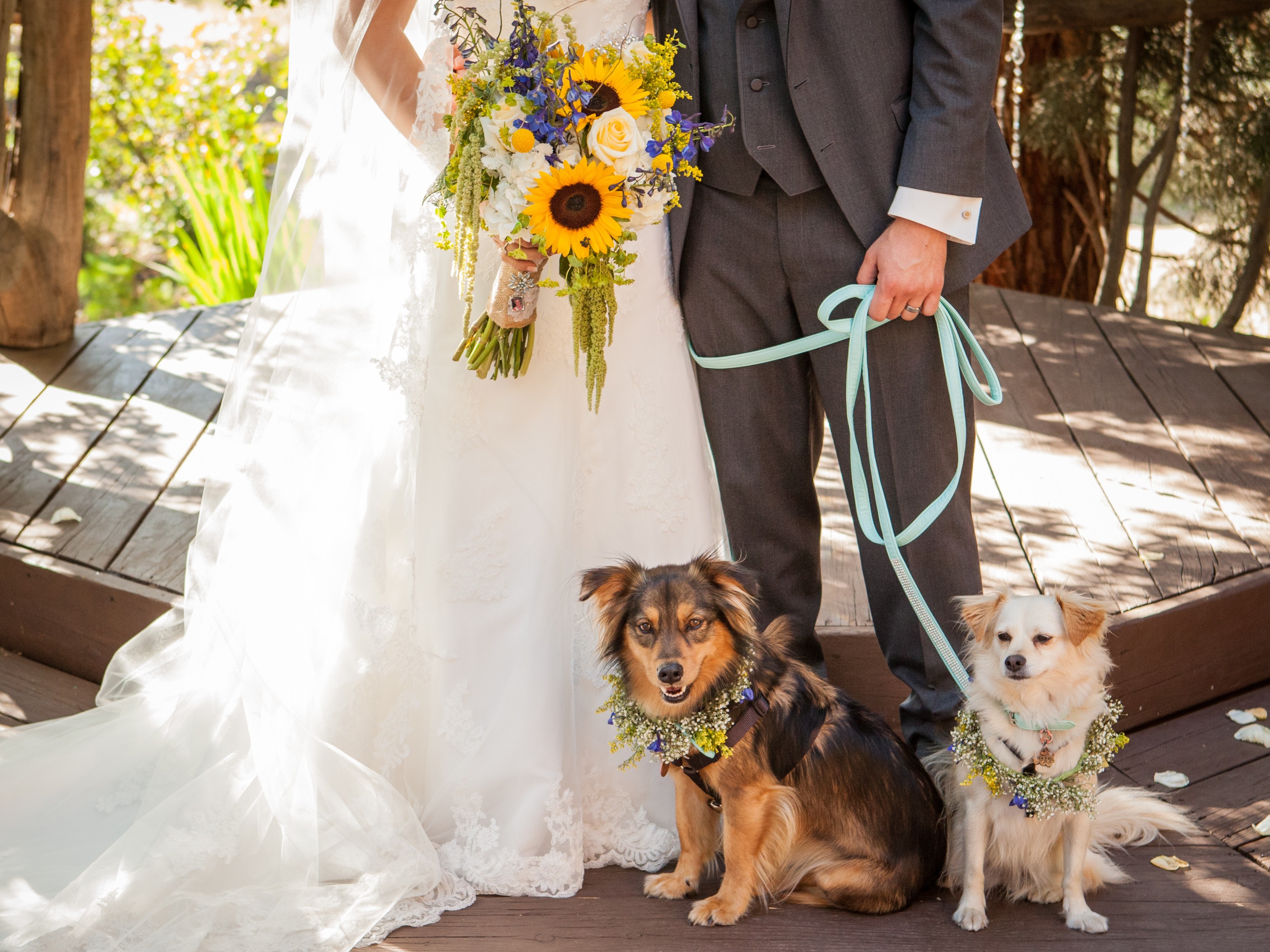 Sag “Ja, ich will” zu gepflegten, sauberen und ruhigen Haustieren auf Hochzeitsfotos!