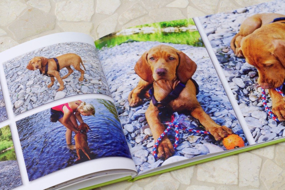 Tierfotobuch vom Hund – von Klein zu Groß