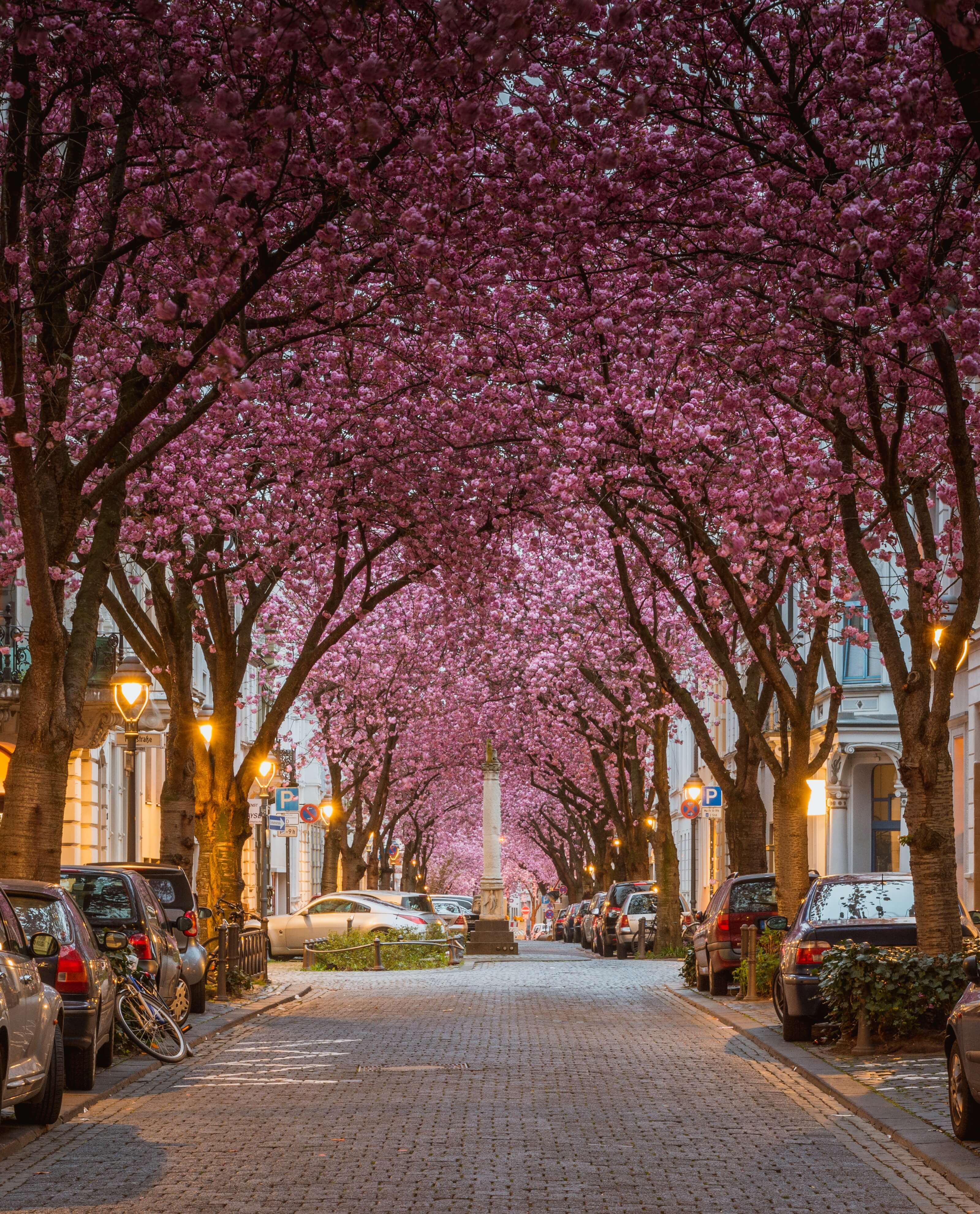 Einmalig: Bonn zur Kirschblüte