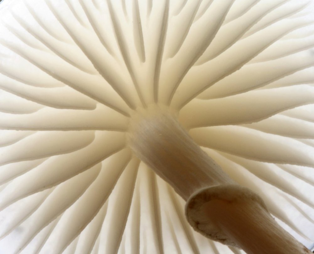 Makroaufnahme von der Unterseite eines Pilzes