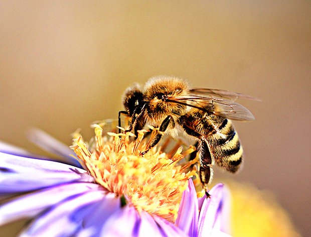 Makrofoto einer Biene auf einer Blüte