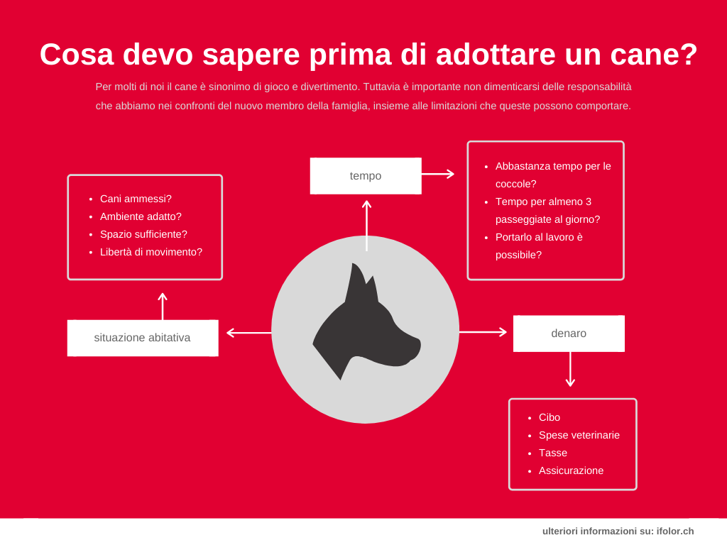 Tutto quello che devi sapere prima di adottare un cane Tutto quello che devi sapere prima di adottare un cane