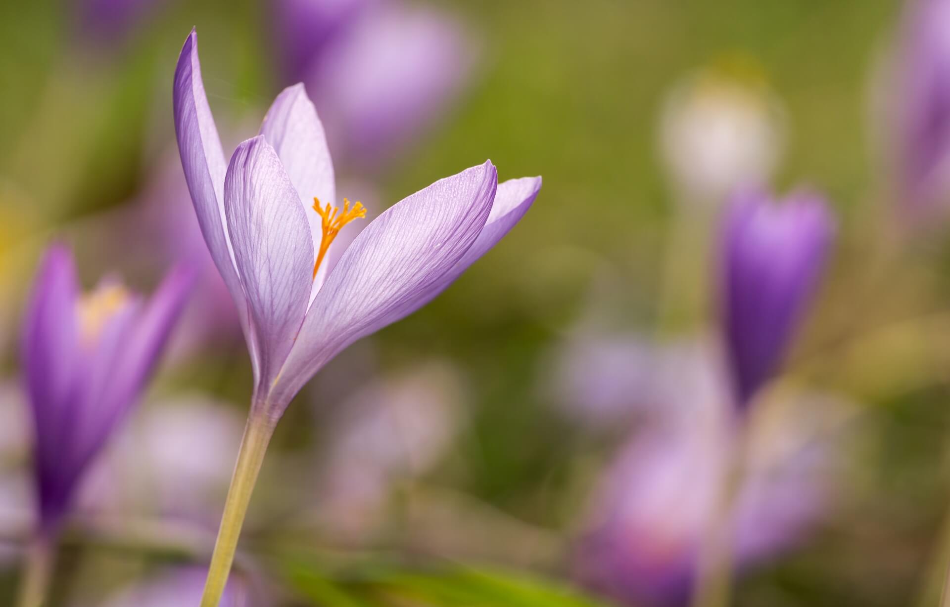 Aufnahme einer violetten Blume im Profil mit viel Hintergrundunschärfe