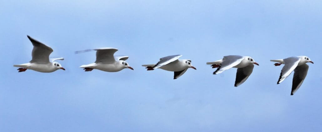 Bewegungen-einer-Möwe-im-Flug-1030x422 Vogelflug – Faszinierende Fotos fliegender Vögel