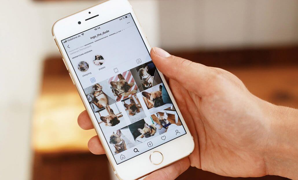 Header-tierische-Instagram-Accounts-1040x630-1030x624 Les comptes d’animaux sur Instagram