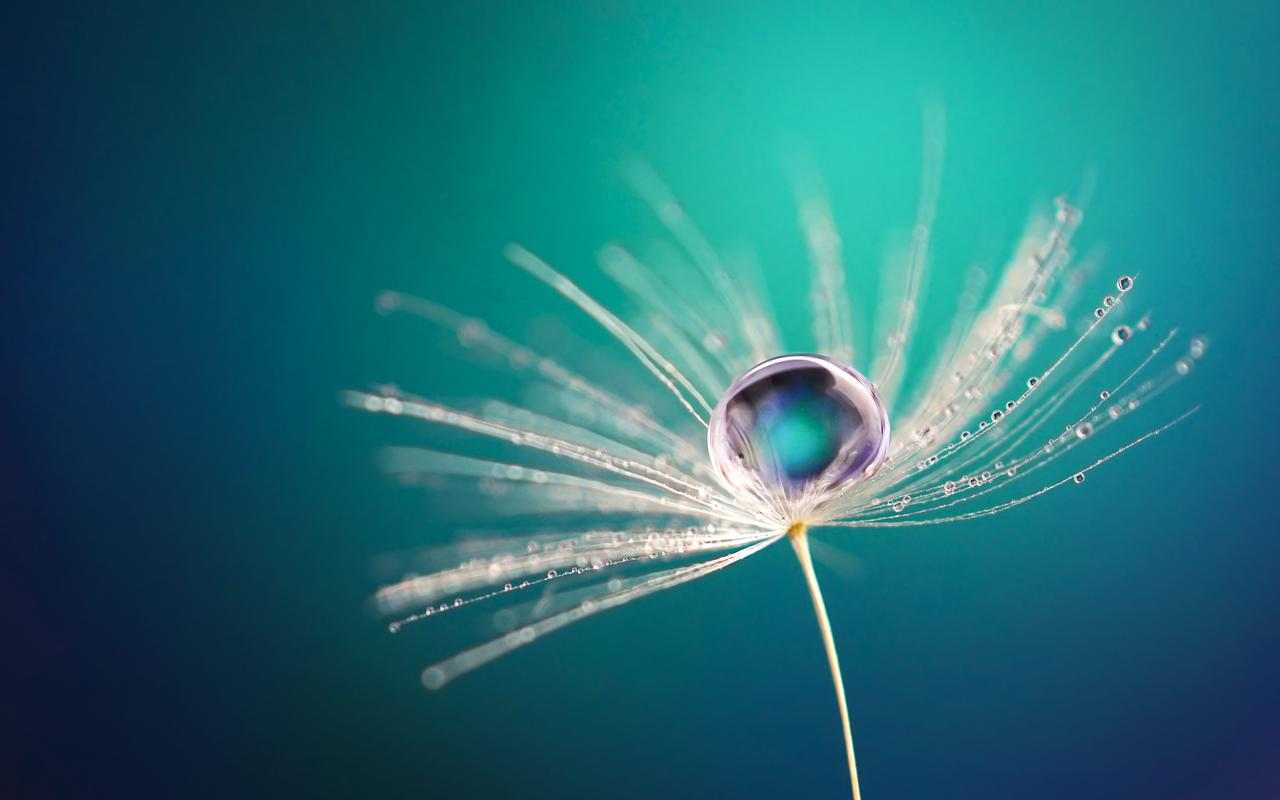 Blue flower – macro photography with a smartphone. Blue flower – macro photography with a smartphone.