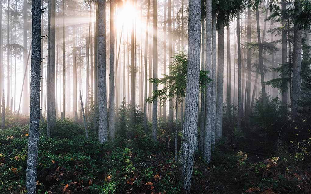 gegenlicht-wald Fotografieren im Wald – Königsdisziplin der Landschaftsfotografie